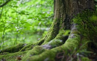 Rencontre avec l’Arbre!