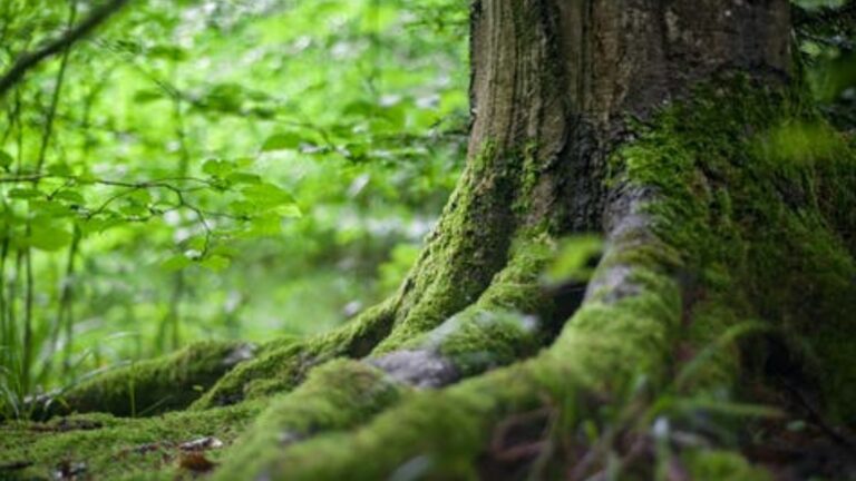 Arbre S Gunther 768x432