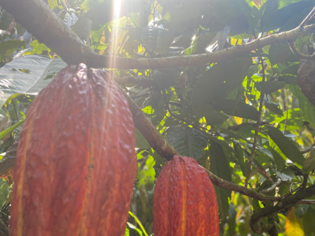 Le cacao s gunther cacao 2 cadre